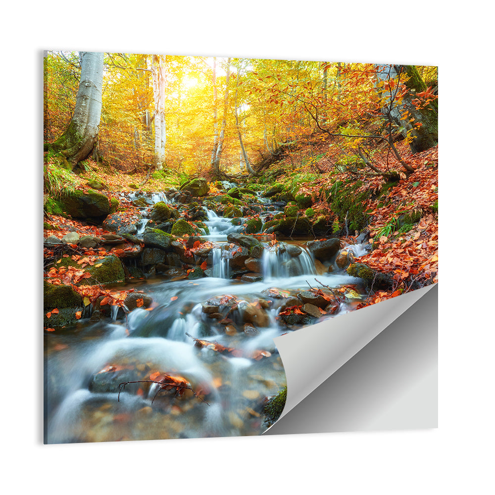 Backlit Autumn Forest Stream Wall Art