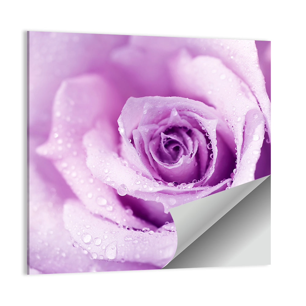 Purple Rose Close-up Wall Art