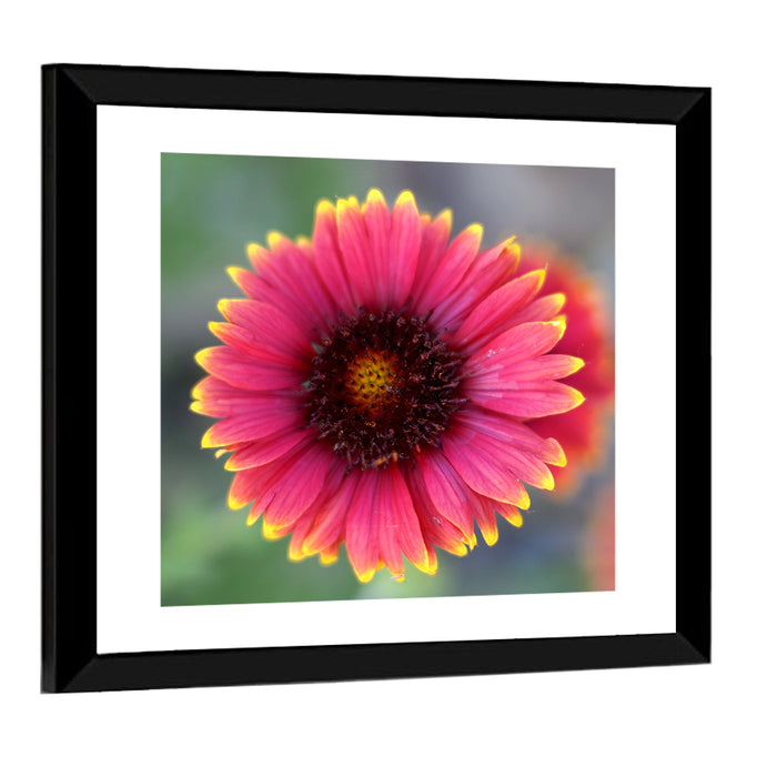 Pink Blossom Close-up Wall Art as a framed print