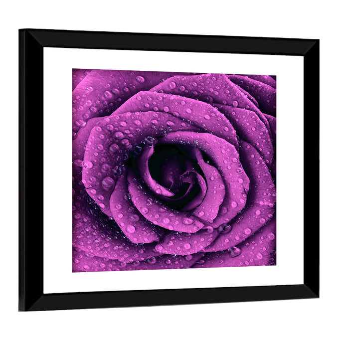 Rain Touched Purple Rose Wall Art as a framed print