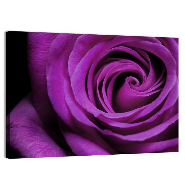 Purple Rose Close-up Wall Art as a canvas print