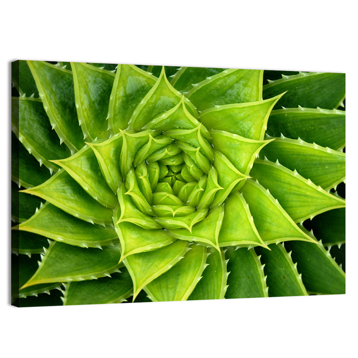Spiral Aloe Succulent Wall Art as a canvas print