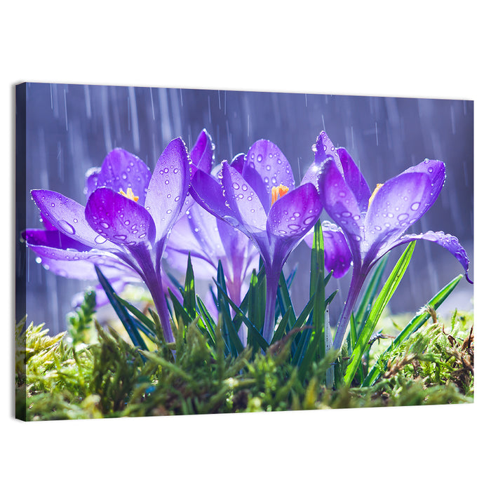 Rainy Purple Crocuses Wall Art as a canvas print
