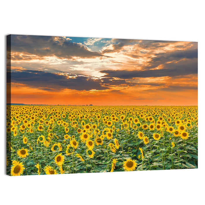 Golden Hour Sunflower Field Wall Art as a canvas print