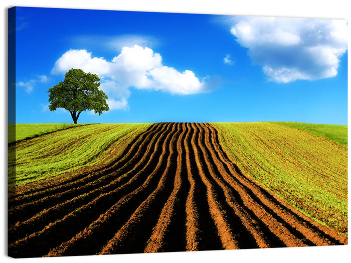 Plowed Field with Lone Tree Wall Art as a canvas print