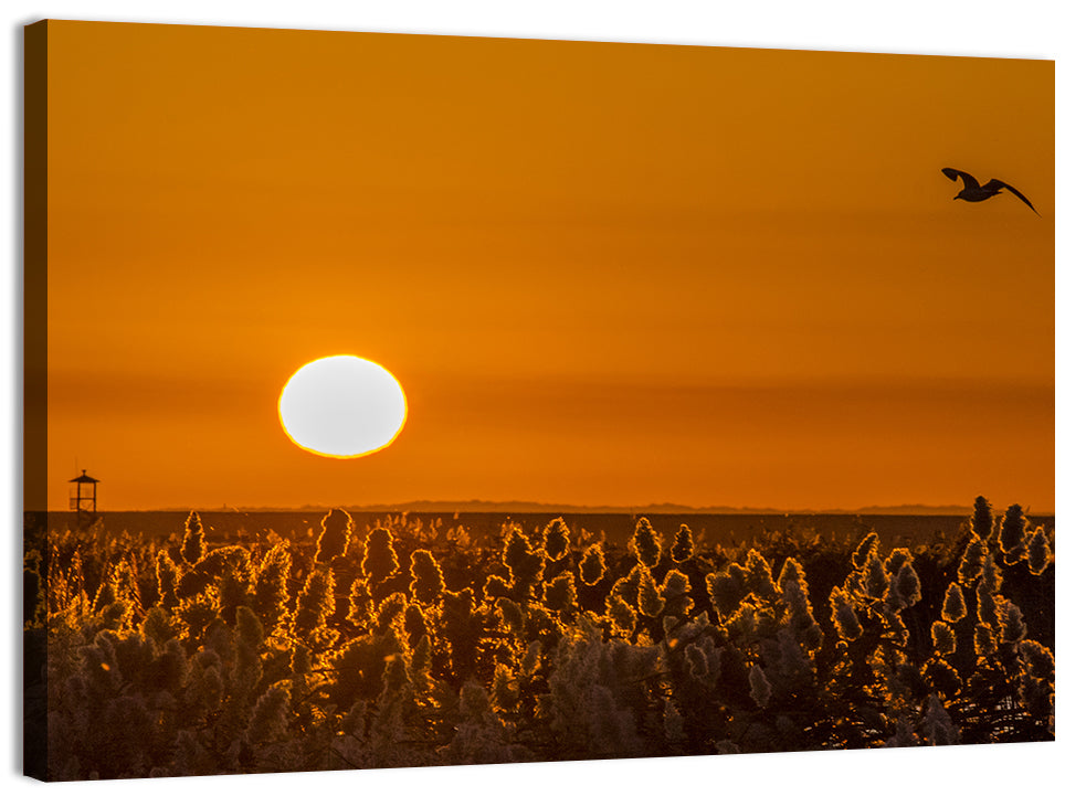 Golden Sunrise Over Reeds Wall Art, canvas print, landscape