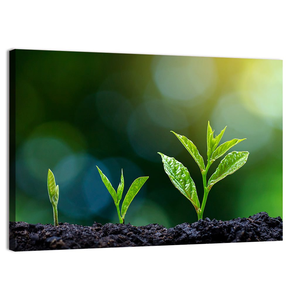 Seedling Growth Stages Wall Art, canvas print, landscape