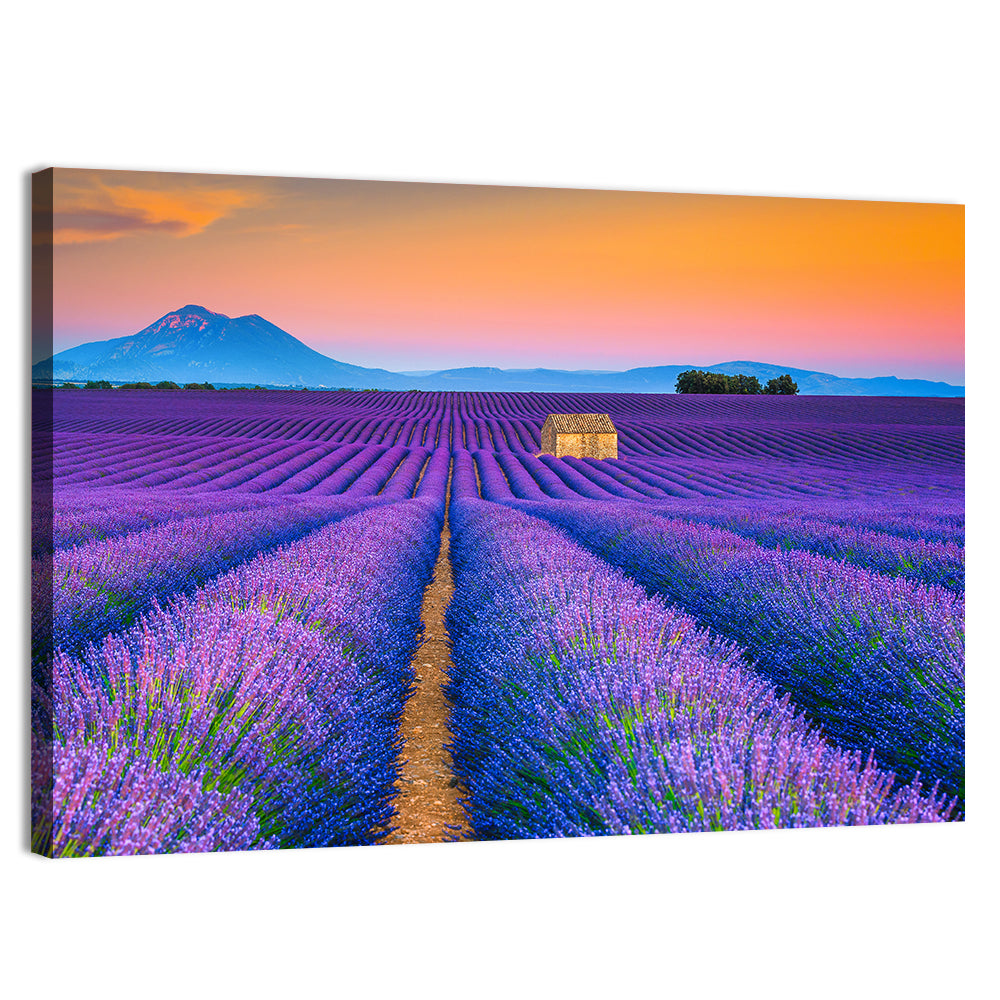 Valensole Lavender Fields at Sunset Wall Art, canvas print, landscape
