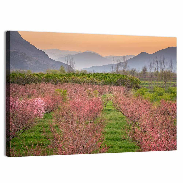 Swat Valley Spring Orchard Wall Art as a canvas print