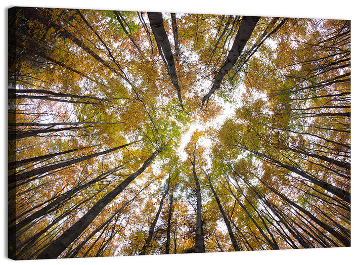 Autumn Forest Canopy Looking Up Wall Art as a canvas print
