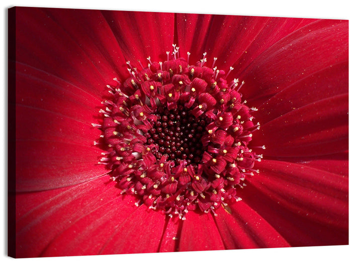 Red Gerbera Daisy Macro Close Up Wall Art as a canvas print