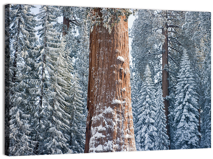 Winter Giant Sequoia in Snowy Forest Wall Art as a canvas print