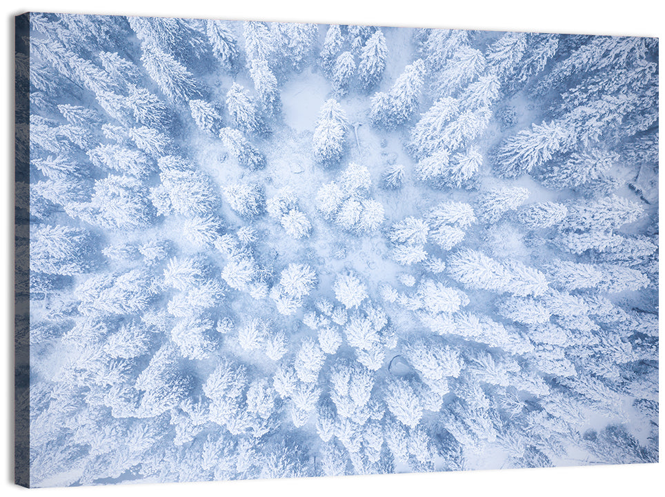 Snow-dusted Evergreen Canopy Wall Art, canvas print, landscape