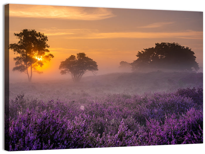 Misty Heather Field at Dawn Wall Art as a canvas print