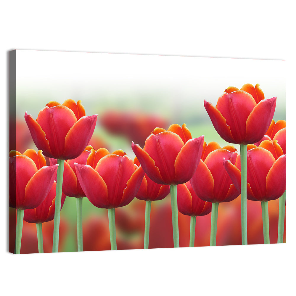 Red Tulips with Yellow Tips Wall Art, canvas print, landscape