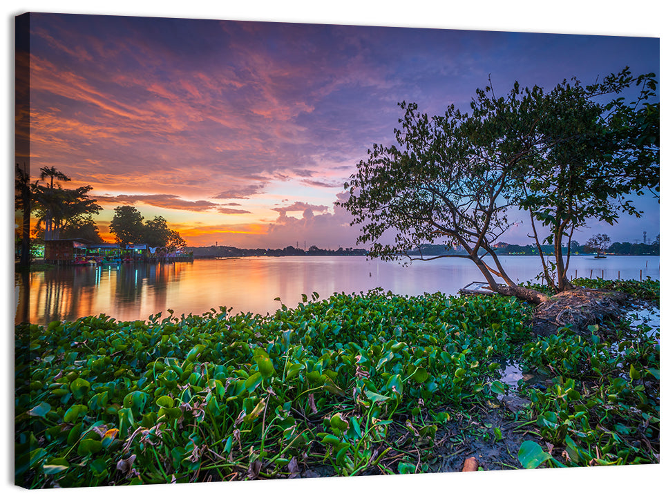 Cipondoh Lake Hyacinth Sunset Wall Art, canvas print, landscape