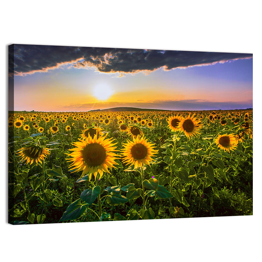 Sunflower Field at Golden Hour Wall Art, canvas print, landscape