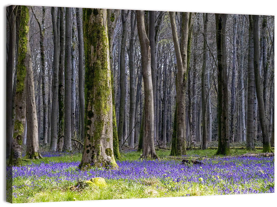 Bluebell Beechwood Grove Wall Art, canvas print, landscape