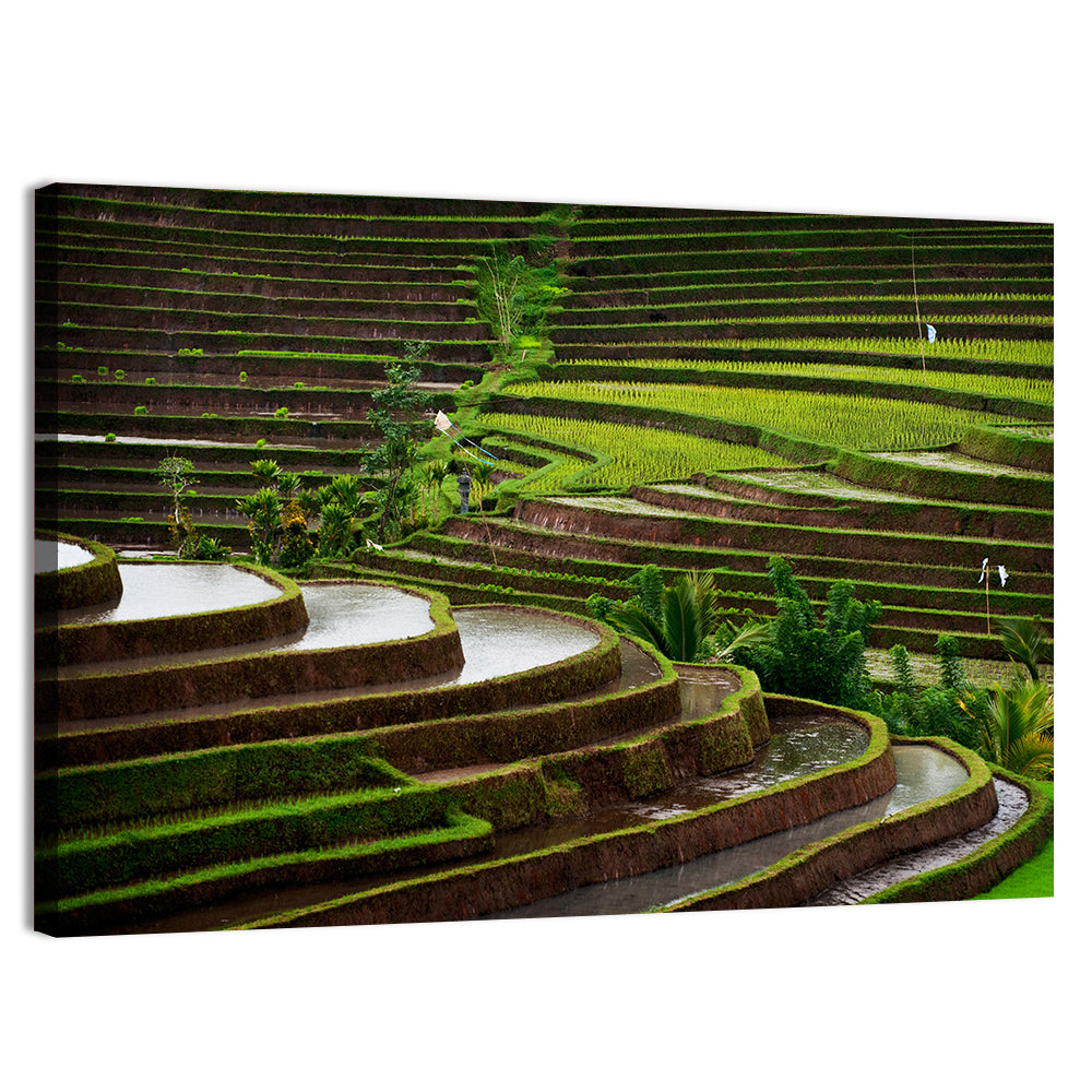 Lush Rice Terraces Wall Art, canvas print, landscape