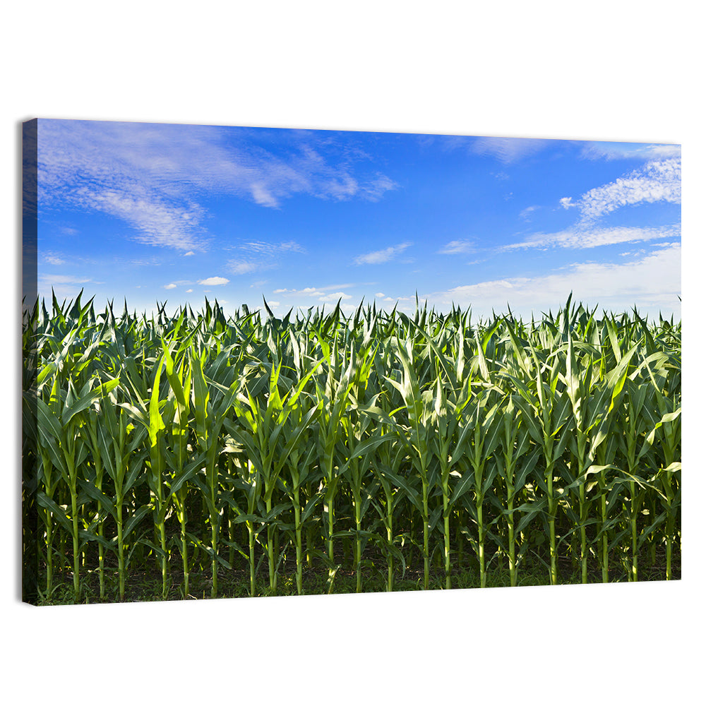 Green Corn Field Wall Art, canvas print, landscape