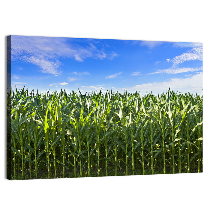 Green Corn Field Wall Art as a canvas print
