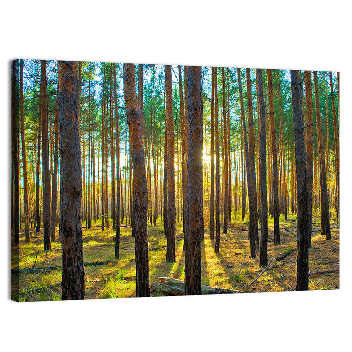 Scots Pine Forest Wall Art as a canvas print