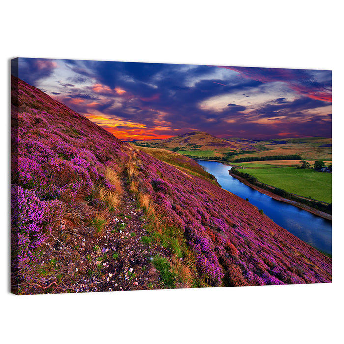 Pentland Hills Heather, Edinburgh Wall Art as a canvas print
