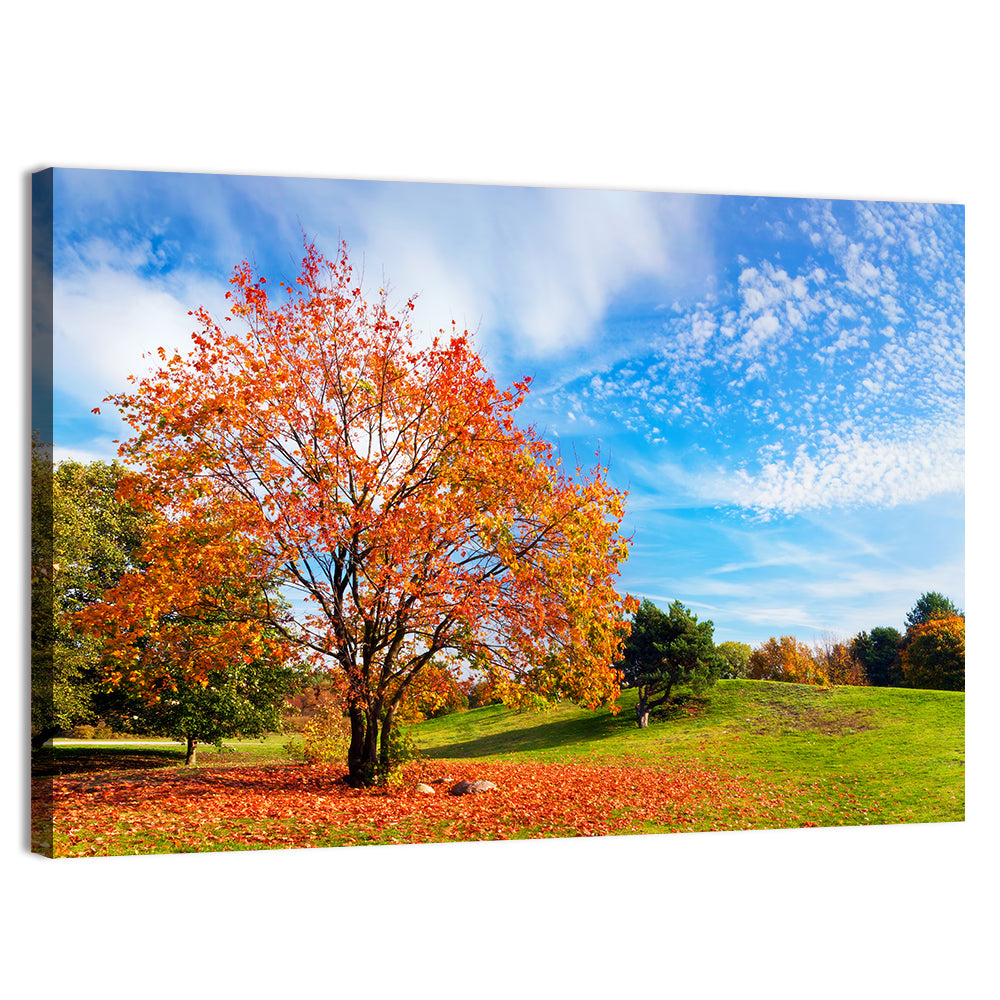 Orange Maple on Rolling Hill Wall Art, canvas print, landscape