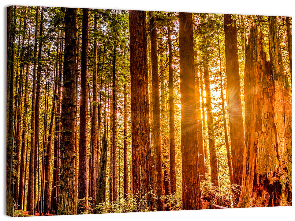 Golden Hour Redwood Sunburst Wall Art, canvas print, landscape