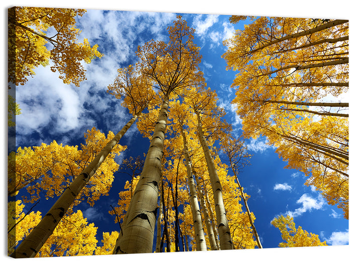 Golden Aspen Canopy View Wall Art as a canvas print
