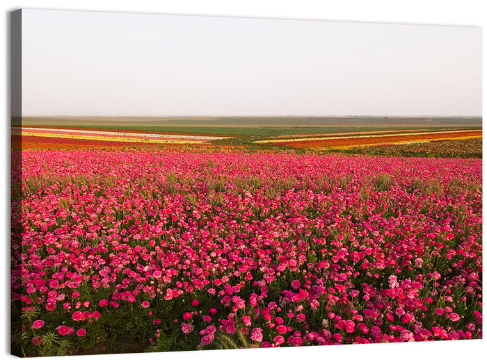 Pink Ranunculus Flower Field Wall Art as a canvas print