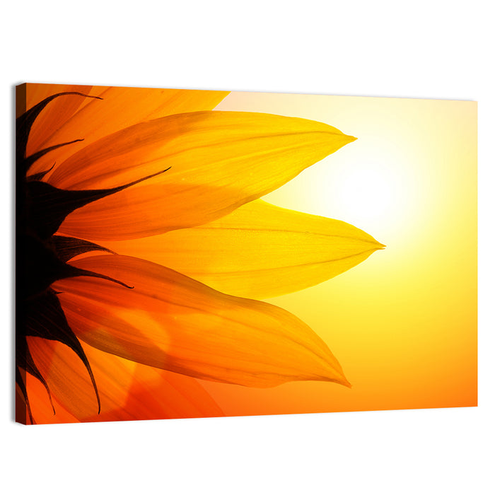Backlit Sunflower Petals Wall Art as a canvas print
