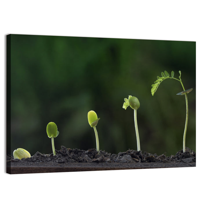 Five-stage Plant Growth Wall Art as a canvas print