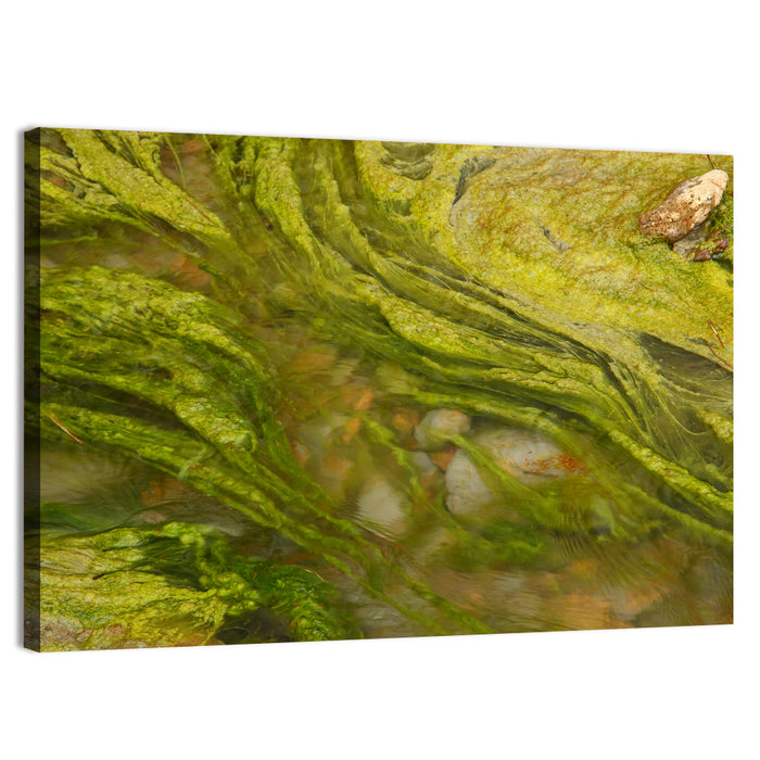 Macro Algae Stream Wall Art as a canvas print