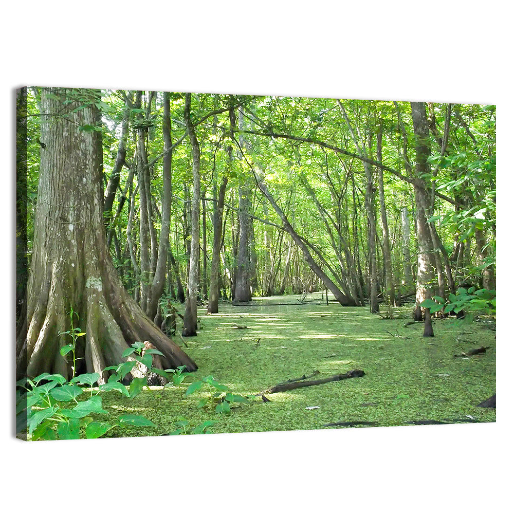 Summer Cypress Bayou, Louisiana Wall Art, canvas print, landscape