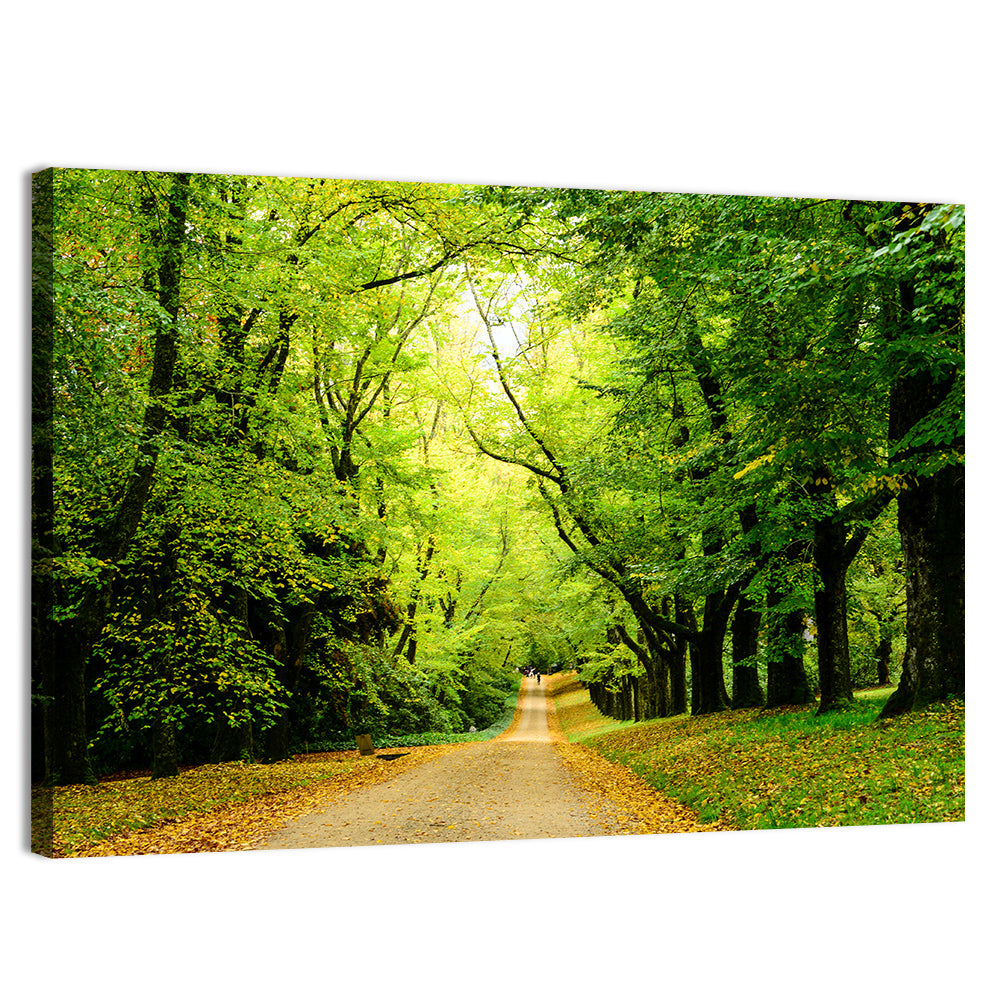 Sunlit Forest Pathway Wall Art, canvas print, landscape