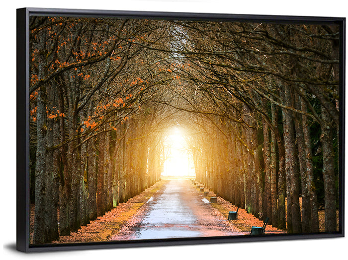 Autumn Oak Tunnel Wall Art as a framed canvas