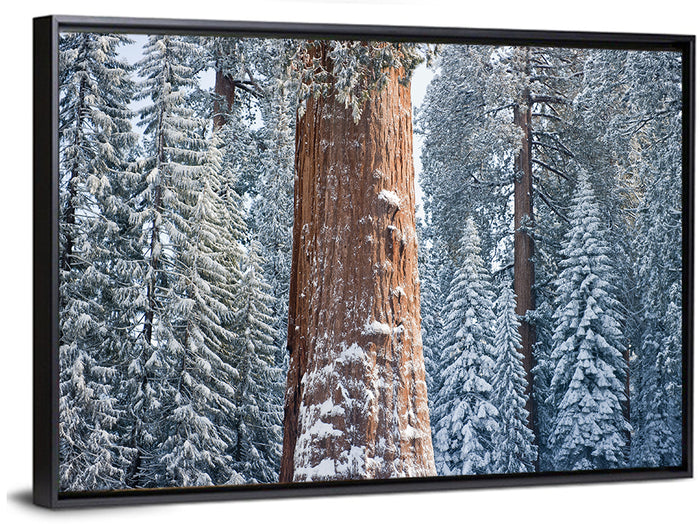 Winter Giant Sequoia in Snowy Forest Wall Art as a framed canvas