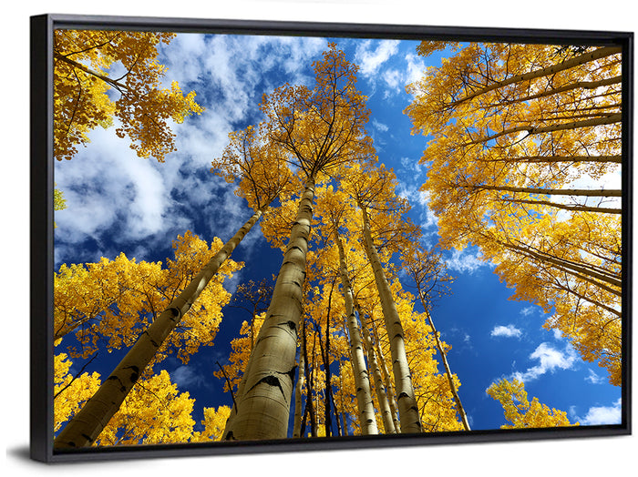 Golden Aspen Canopy View Wall Art as a framed canvas