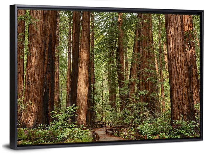 Muir Woods Redwood Trail Wall Art as a framed canvas