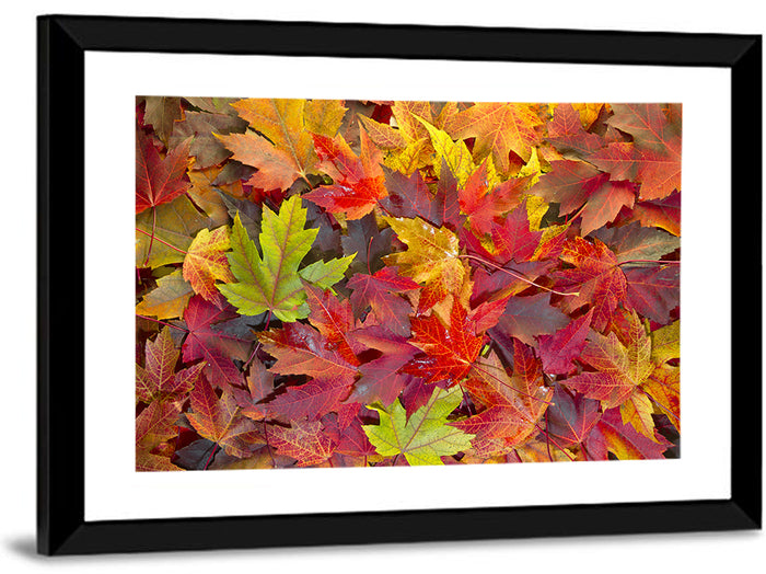 Autumn Maple Leaves Close-up Wall Art as a framed print