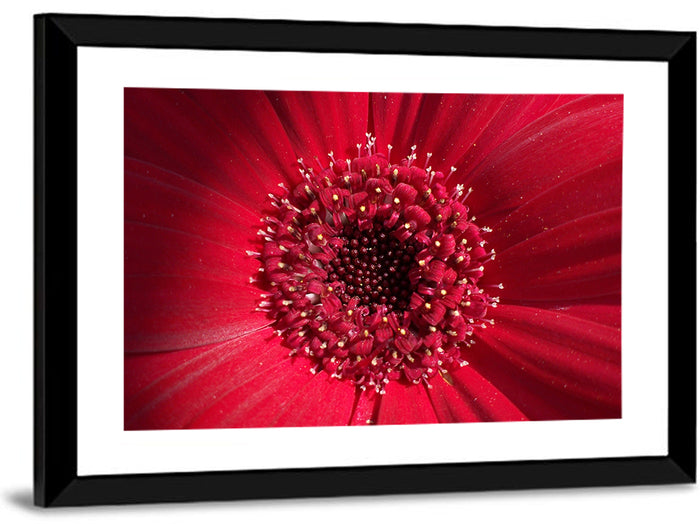Red Gerbera Daisy Macro Close Up Wall Art as a framed print