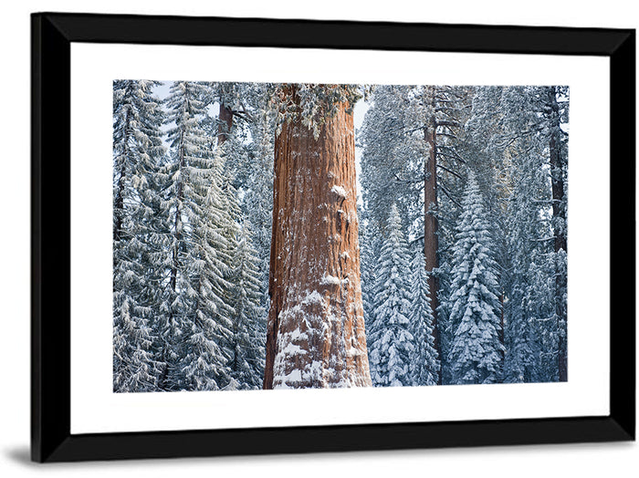 Winter Giant Sequoia in Snowy Forest Wall Art as a framed print