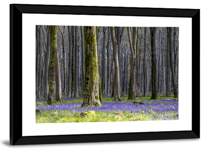 Bluebell Beechwood Grove Wall Art as a framed print