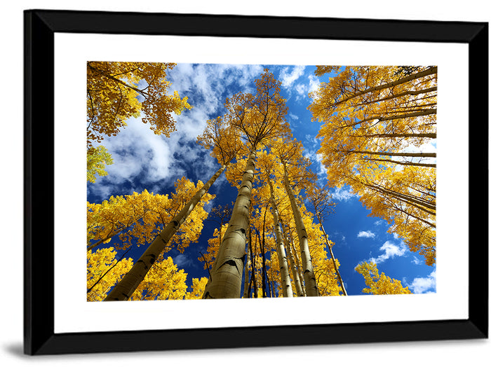 Golden Aspen Canopy View Wall Art as a framed print