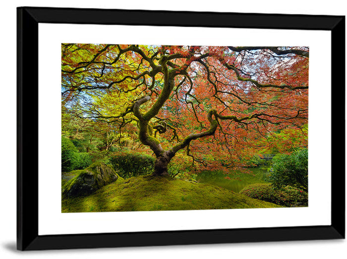 Gnarled Japanese Maple by Garden Pond Wall Art as a framed print