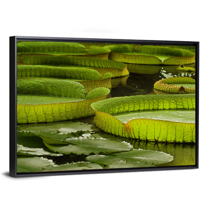 Giant Victoria Amazonica Lily Pads Wall Art as a framed canvas
