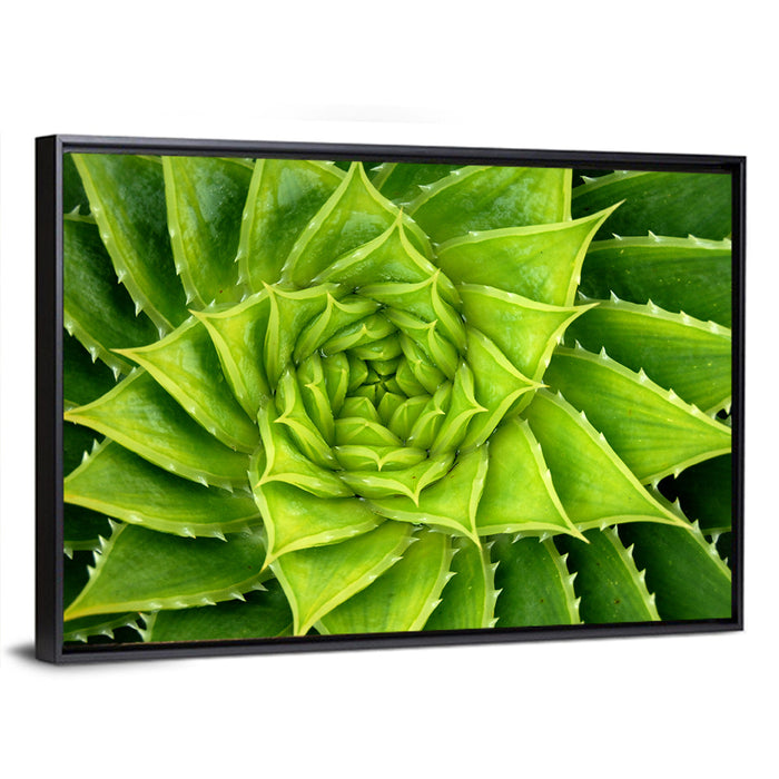 Spiral Aloe Succulent Wall Art as a framed canvas