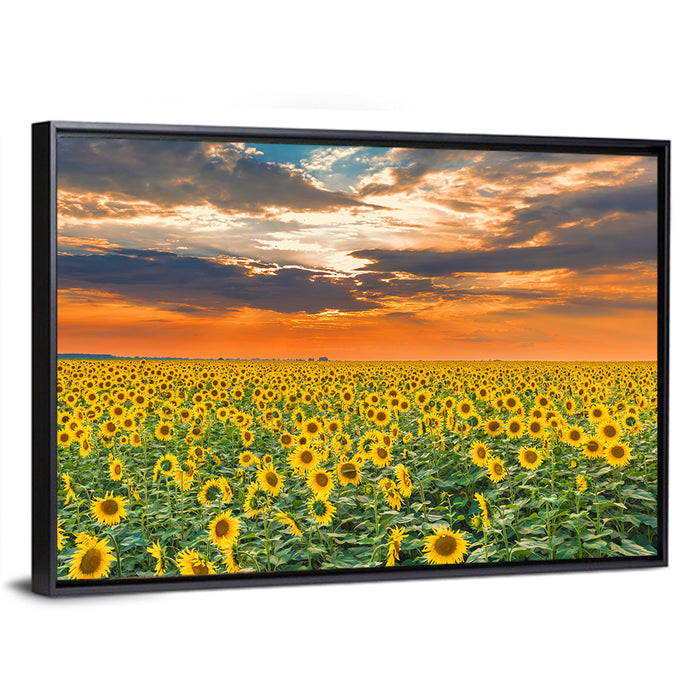 Golden Hour Sunflower Field Wall Art as a framed canvas