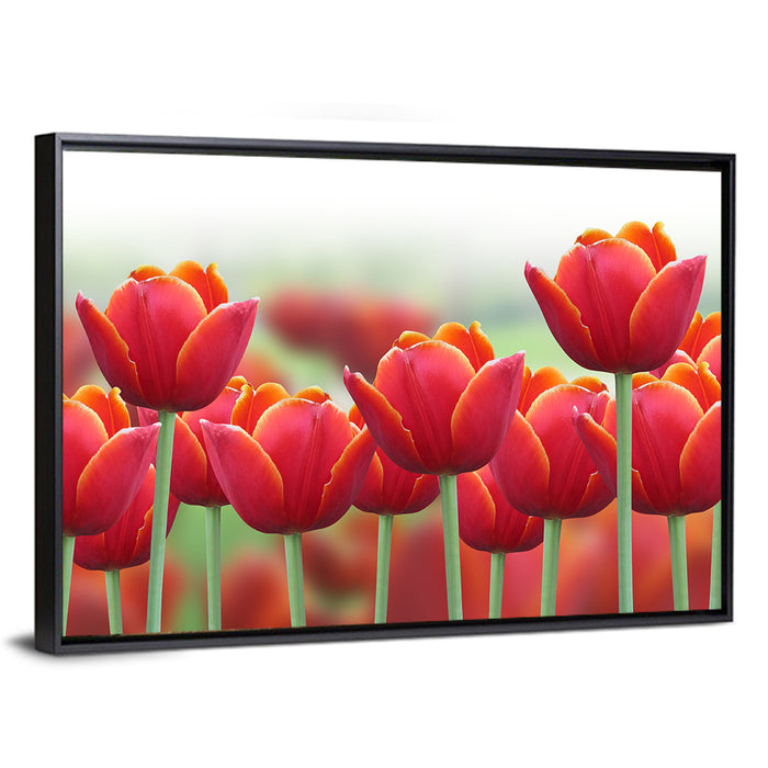Red Tulips with Yellow Tips Wall Art as a framed canvas
